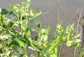 Celery-leaved Buttercup